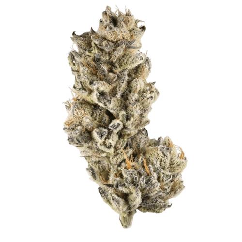 Strawberry Sherbet - Flower